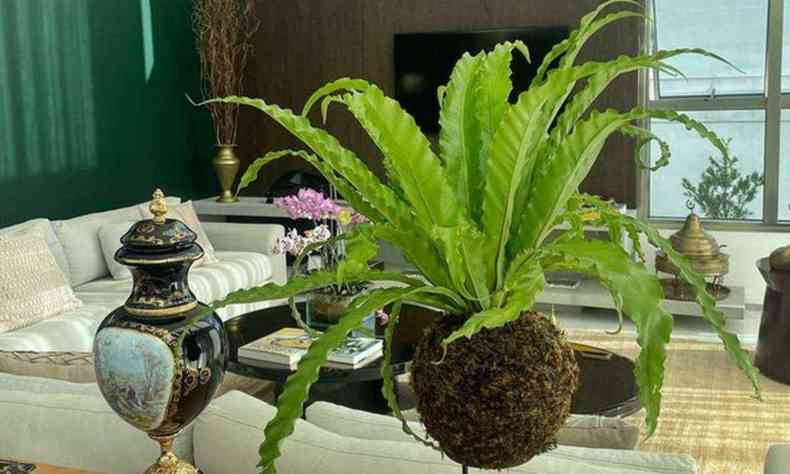 Plantas em vaso redondo, parecido com coco-da-bahia, colocado sobre a mesa de uma sala