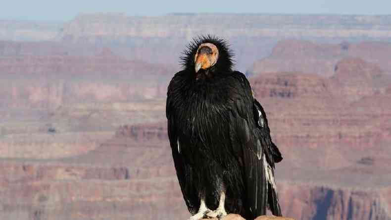 Um condor-da-califrnia flagrado no Parque Nacional do Grand Canyon