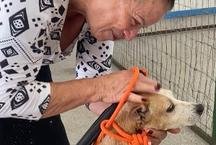 Prefeitura de Juiz de Fora lan�a campanha de ado��o para animais resgatados ap�s chuvas