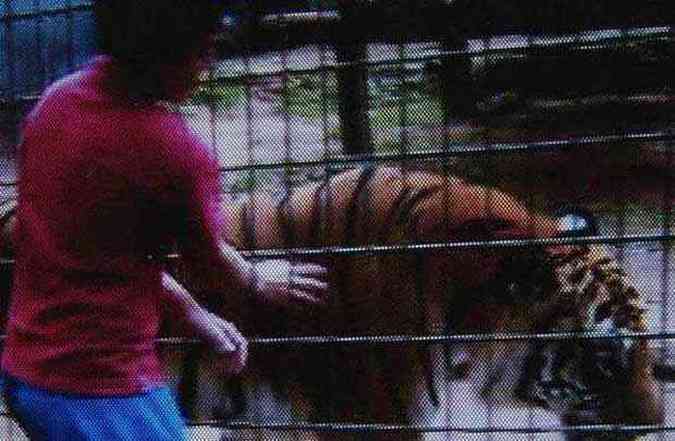 Menino invadiu a rea de segurana e acariciou o tigre(foto: Catve.com/Reproduo)