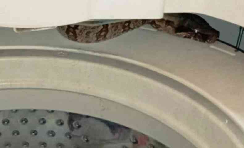 Cobra escondida em mquina de lavar