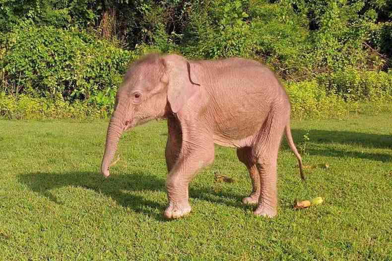 filhote de elefante branco nascido em Mianmar