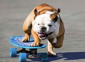 Vídeos mostram a habilidade do bulldog para pegar impulso com as patas e ganhar velocidade(foto: Reprodução/Facebook) Vídeos mostram a habilidade do bulldog para pegar impulso com as patas e ganhar velocidade(foto: Reprodução/Facebook)