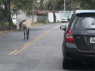 (foto: Ramon Lisboa/EM/D.A Press. Brasil)