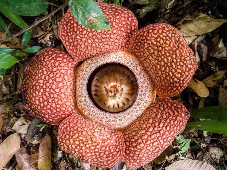 Rafflesia em jardim