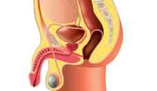 Estudo indica que COVID-19 pode infectar pnis, prstata e testculo