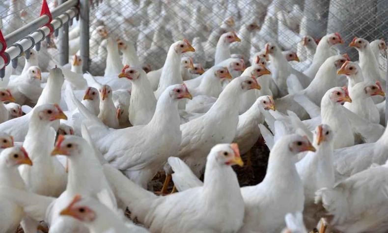 Imagem de uma granja com vrias aves