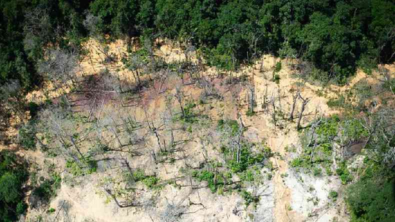 Trecho de floresta destrudo