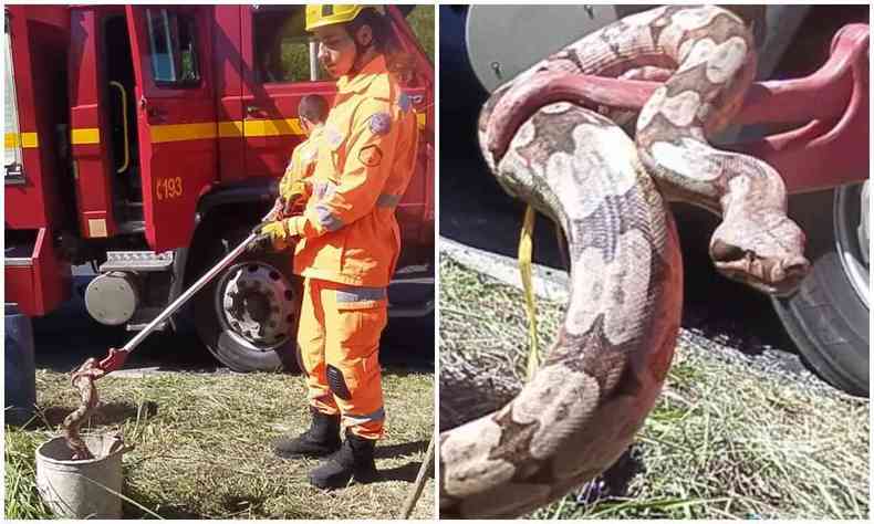Imagem da cobra encontrada por trabalhadores e recolhida pelos bombeiros