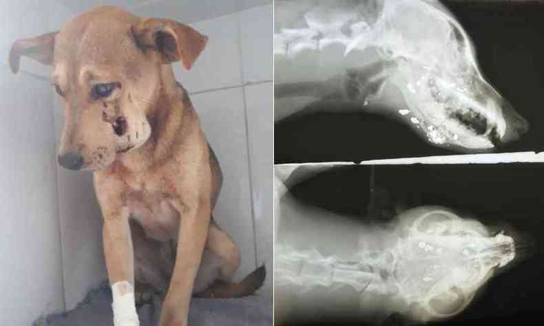  esquerda, foto da cadela hoje: disparo feriu a mandbula e a lngua, causando infeco. Alimentao por sonda no est descartada(foto: Marlon Mendes/Divulgao)