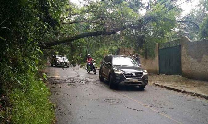 Árvore caiu sobre a pista e motoristas se arriscaram para conseguir passar pela via (foto: Edésio Ferreira/ EM/ D.A Press) Árvore caiu sobre a pista e motoristas se arriscaram para conseguir passar pela via (foto: Edésio Ferreira/ EM/ D.A Press)
