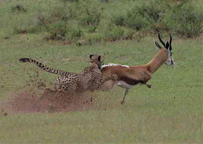 Animal mais veloz da Terra, o guepardo alcana impressionantes 100km/h quando persegue uma caa(foto: MICHAEL G.L. MILLS/DIVULGAO)