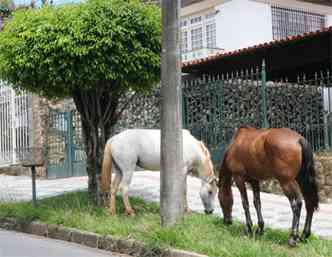 Cavalos na Rua Jos Osvaldo Arajo, no Bairro So Bento, Centro-Sul (foto: Paulo Filgueiras/EM/D.A Press.)