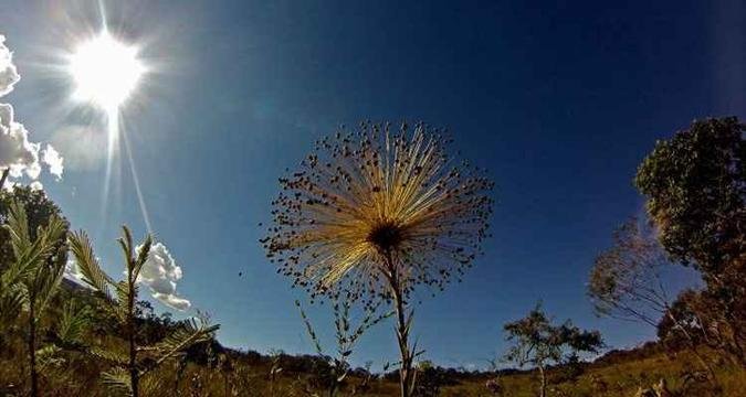(foto: Zuleika de Souza/CB/D.A Press)