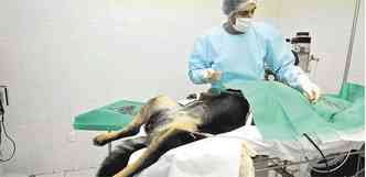 Aps sofrer trs operaes e ser entubada, em procedimento de hora e meia, cachorra se recupera em clnica(foto: Jair Amaral/EM/D.A Press)