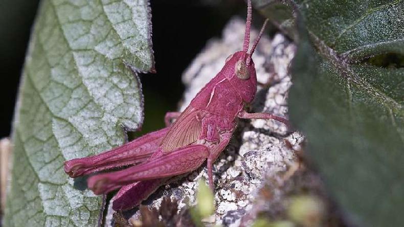 Gafanhoto rosa