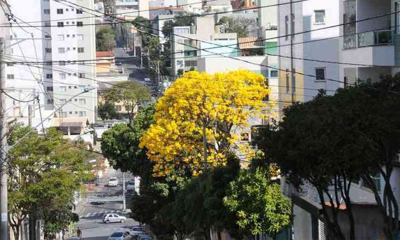 Ip-amarelo na Rua Nancy de Vasconcelos Gomes, no Bairro Sagrada Famlia: professor da UFMG afirma que a florao ser mais intensa este ano em Belo Horizonte(foto: FOTOS: CRISTINA HORTA/EM/D.A PRESS)