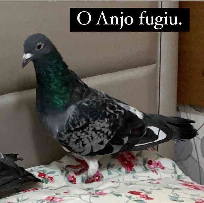 Foto do pombo Anjo