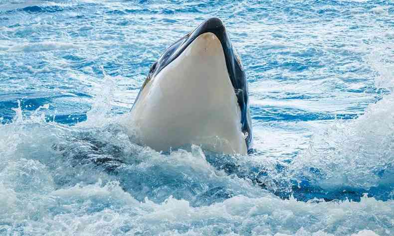 Baleia Orca