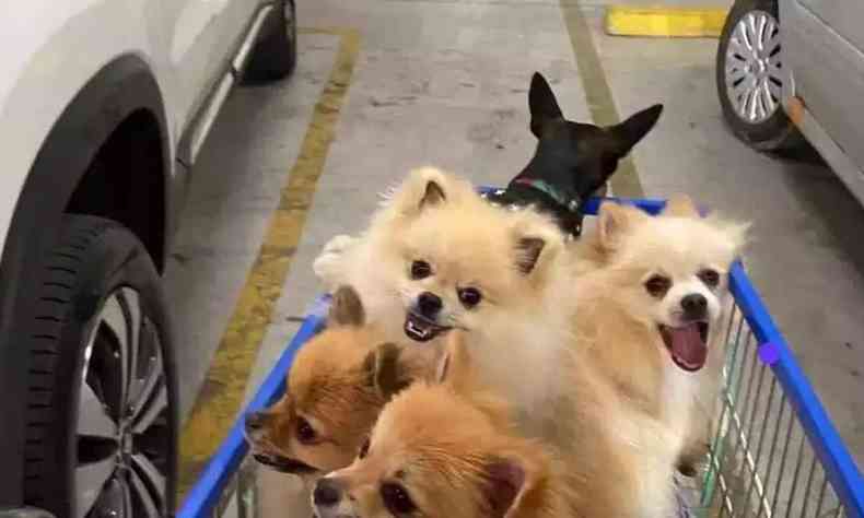 Cachorros de vrias raas em um carrinho de supermercado