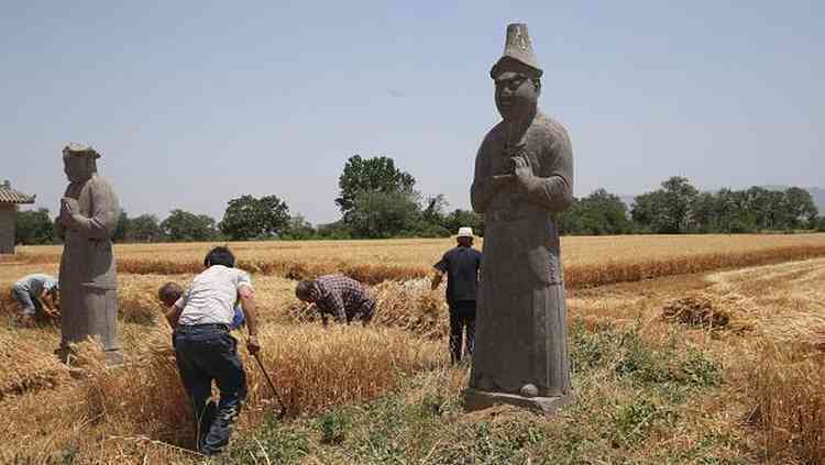 Agricultores chineses colhem trigo perto de mausolu da dinastia Song