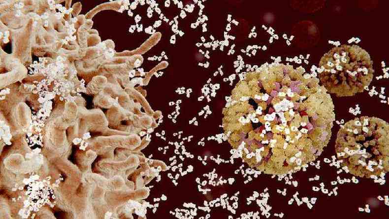 Na ilustrao, linfcitos B ( esquerda) liberam anticorpos (pequenas estruturas brancas) nos vrus ( direita)(foto: Getty Images)