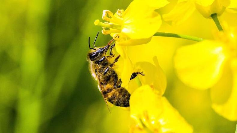 Abelha em flor de canola