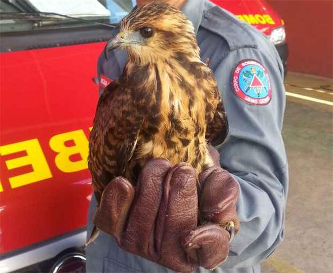 Bombeiros de Montes Claros, no Norte de Minas, capturaram neste domingo um gavio-carij. O bicho estava no Bairro So Judas, ferido e desidratado. Depois do resgate, a ave foi encaminhada para a sede do Ibama para tratamento. A espcie  da famlia dos accipitrdeos, predominante em todo o Brasil. (foto: Assessoria de Comunicao do 7 BBM)