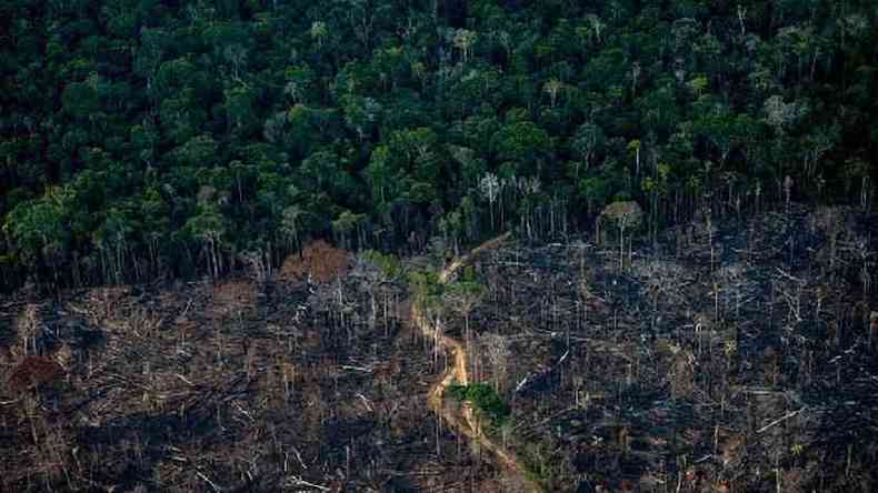 Floresta Amaznica, foto mostra parte das rvores derrubadas