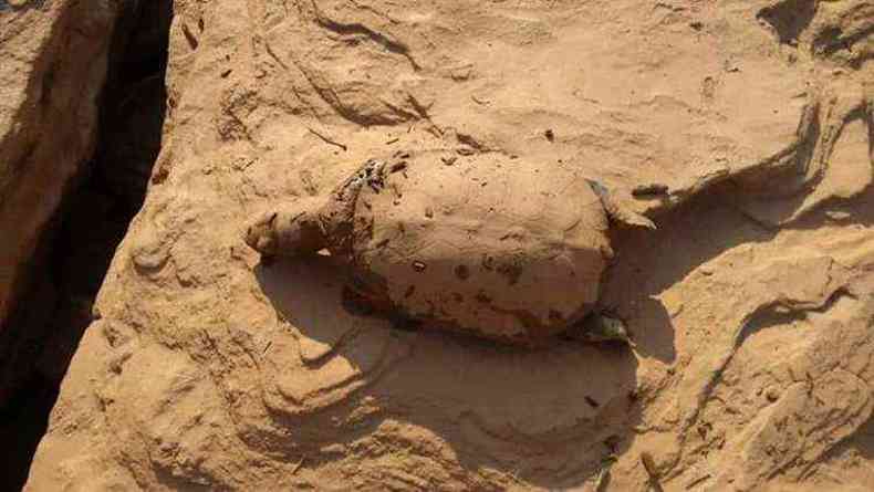 Tartaruga de gua doce foi encontrada morta  margem do rio(foto: Reproduo/Facebook/Josiane Aguilar)