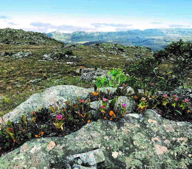 Pedras e flores do Espinhao na cadeia de montanhas de Minas Gerais do quadriltero ferrfero