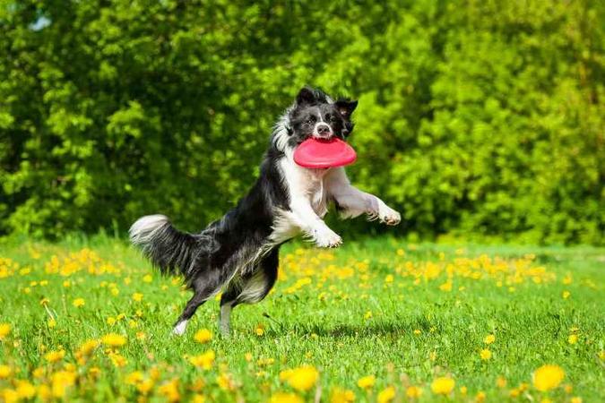 Freesbe: ótima opção para interagir com o cão nas áreas externas (foto: PetShow/ Divulgação) Freesbe: ótima opção para interagir com o cão nas áreas externas (foto: PetShow/ Divulgação)