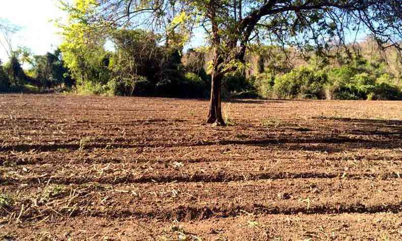 Terreno preparado para o plantio de semente capim na propriedade de Osmar Avelino, que, depois de perder muitas reas devido  seca, quer 100 hectares nesse perodo chuvoso (foto: Osmar Avelino/divulgao )