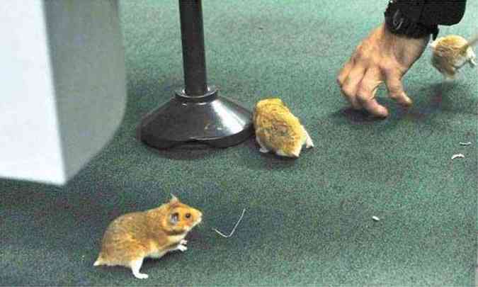 A captura de um hamster, dois esquilos-da-monglia e dois ratos cinzas provocou correria e troca de acusaes entre deputados (foto: Lus Macedo/Cmara dos Deputados)