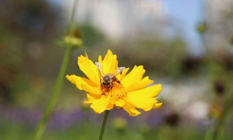 Flor