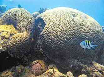 Vtimas de pesca ilegal, poluio e turismo predatrio, corais tm papel importante nos oceanos (foto: Coral Vivo/divulgao )