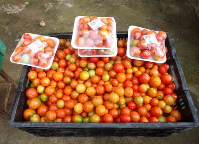 Adoo de novas prticas possibilitou a produo de tomate sem agrotxicos(foto: Grupo Guaxinim)