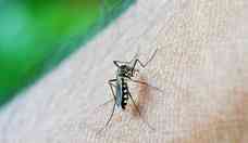 Aedes aegypti: especialista alerta para casos de arboviroses 