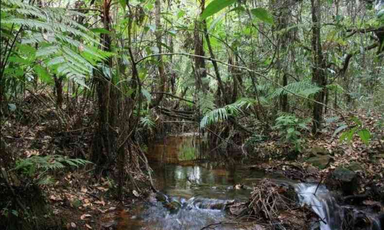 Trecho do crrego do Taboo no Parque Estadual da Serra do Rola Moa, em meio a vegetao.