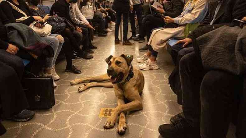 Boji, o cachorro de rua, sentado em um assento dentro de um metr em Istambul
