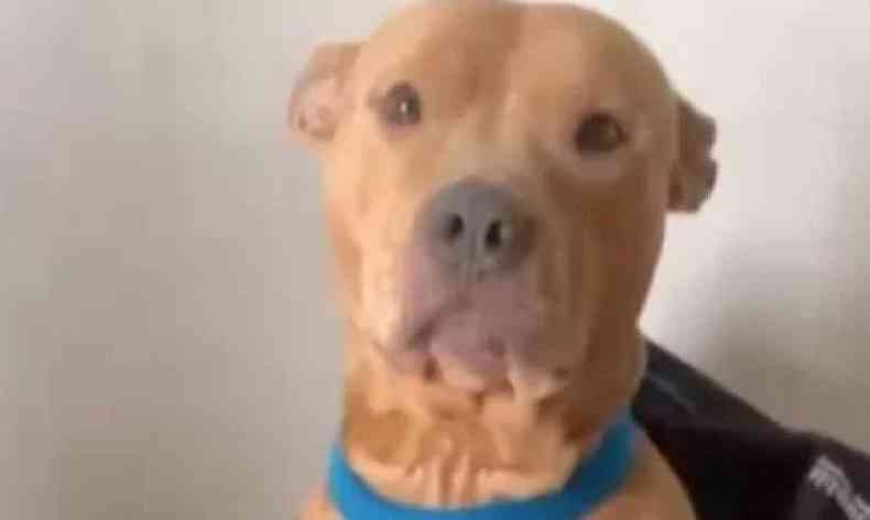 Pitbull de 4 anos mastiga mais de R$ 950 e elimina cdulas pelas fezes