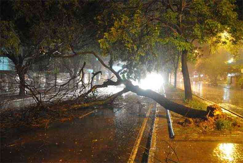 rvore cada na Avenida do Contorno, desta vez no Bairro Floresta(foto: Marcos Vieira/EM/D.A/Press)