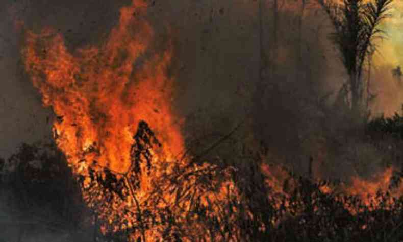 Discurso de defesa dos biomas ocorre em ano de queimadas recordes na Amaznia e Pantanal(foto: CARL DE SOUZA/AFP - 15/8/20)