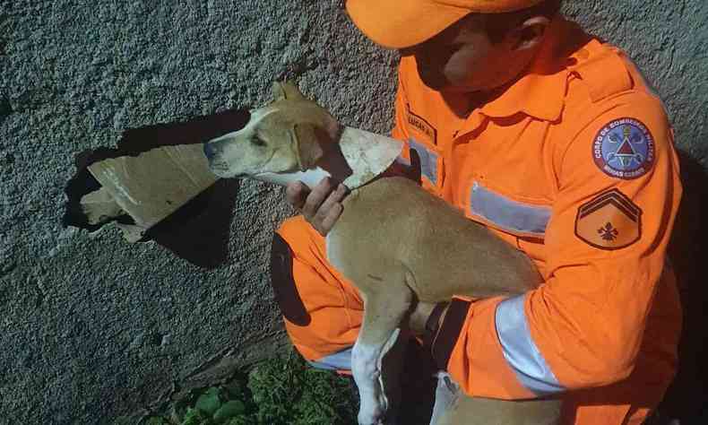 Vídeo Cão Fica Com A Cabeça Presa Em Muro E é Resgatado Pelos Bombeiros Gerais Estado De Minas 7454