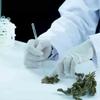 Idoso tem reversão de sintomas de Alzheimer com óleo de cannabis