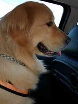 Golden retriever Ravi viajou de BH para Montes Claros com cinto de segurana para ces(foto: Divulgao/Facebook)