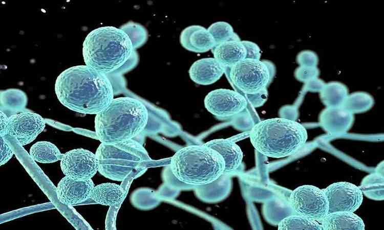 Biologia molecular de fungo candida