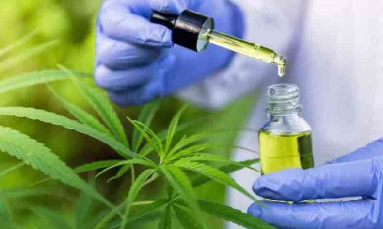 Especialista manipula remdio  base de cannabis, com plantas de maconha 