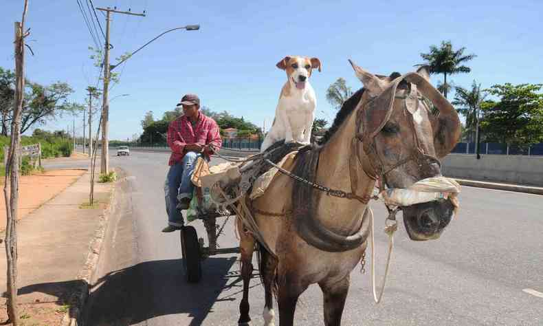 carroceiro com cachorro em cima de um cavalo