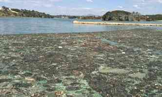 Detritos represados na Lagoa da Pampulha, transforma enseada em lixo flutuante(foto: Vera Lcia Vieira/Divulgao)